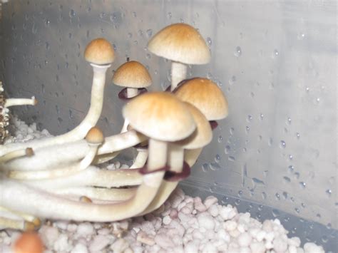 Pins And Shrooms Porn GT Enjoy HD Mushroom Cultivation Shroomery Message Board