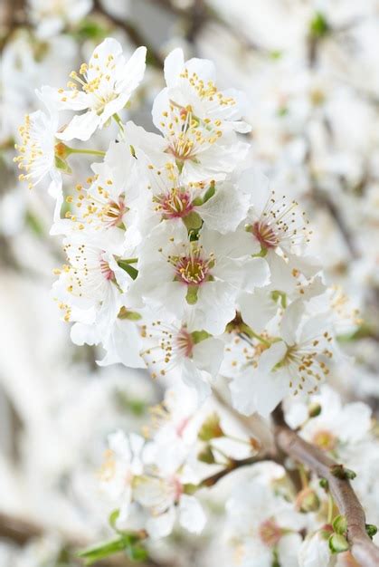 Premium Photo | Plum tree white flowers