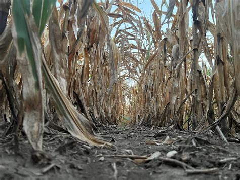 Some Corn And Soybean Harvesting Begins In Indiana Brownfield Ag News