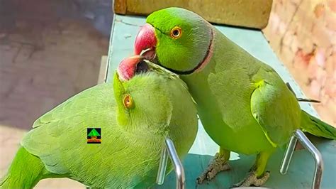 Mitthu Talking Parrot Showing His Love For Rosieso Cute Video Of Talking Parrot Mitthu And