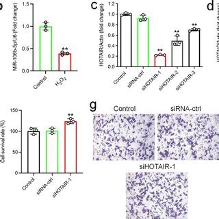 Knockdown Of Hotair Reverses H O Induced Htr Svneo Cell Growth