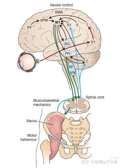 Sensorimotor Integration