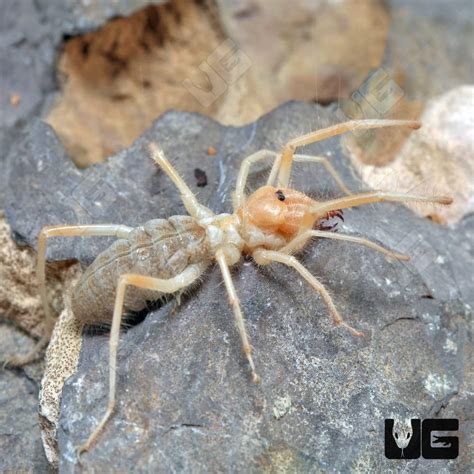 Yellow Camel Spider For Sale Underground Reptiles