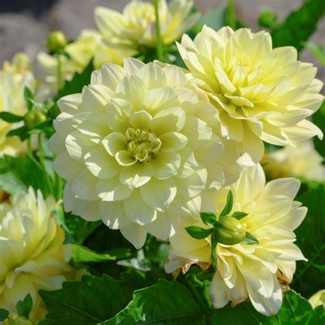 Dahlia Berliner Lemon