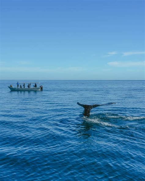 Your 2024 Guide to Whale Watching in Baja California Sur