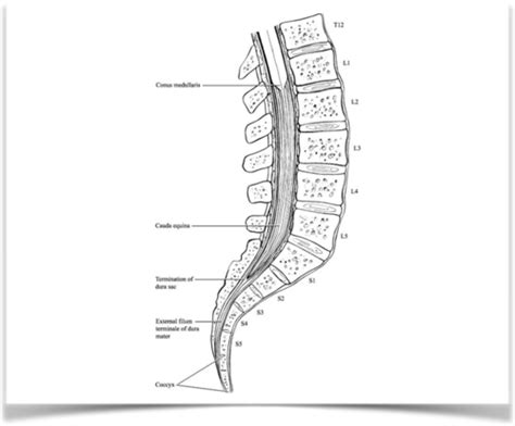 Spine Flashcards | Quizlet