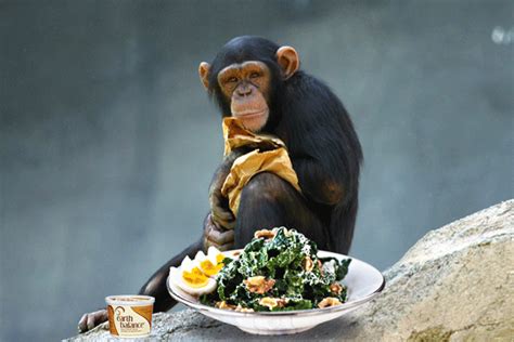 Study Reveals Chimps Have Mental Skills To Cook