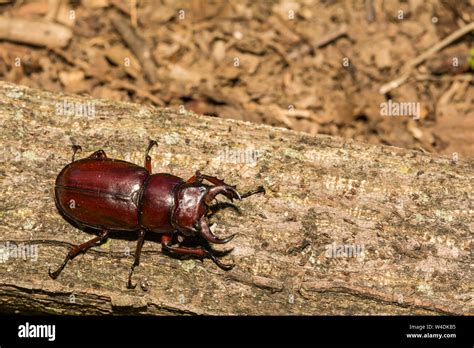 Reddish Brown Stag Beetle Lucanus Capreolus Stock Photo Alamy