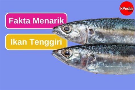 Ketahui 10 Fakta Menarik Ikan Tenggiri Entertainment