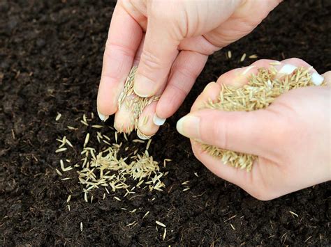 How To Choose Grass Seed Storables