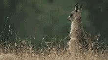 animated australian animals gifs tenor