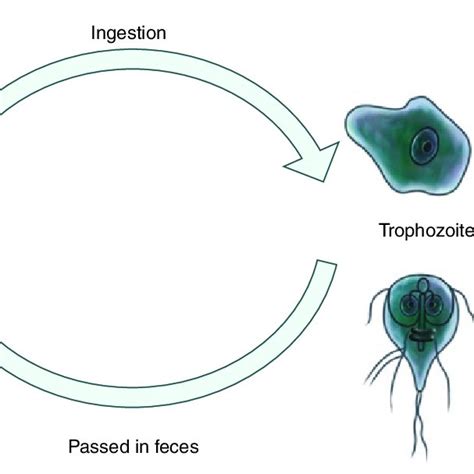 Pdf And Protozoan Of Humans A Primer