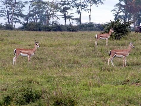 Southern Grant S Gazelle From Ngorongoro Crater Tanzania On March 15