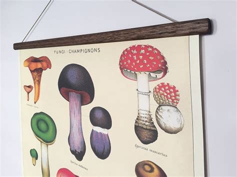 Wall Hangings Mushrooms Fungi Champignons Vintage Poster School Chart