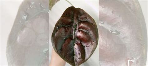 Алоказия Бамбино, Дракон, Шкура, Синуата купить в Санкт-Петербурге ...