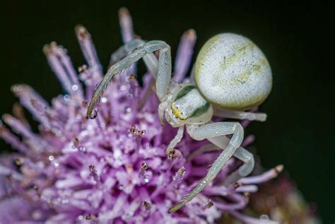 Veränderliche Krabbenspinne Uwe Jungherr Flickr