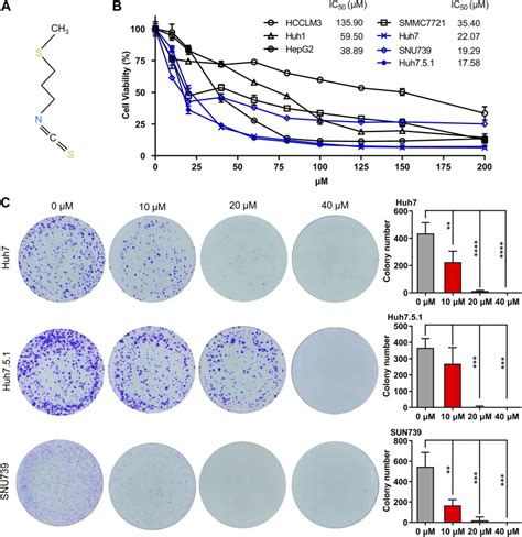 Human Hcc Cell Lines Hcclm Atcc Bioz