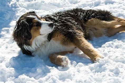 Bernese Mountain Dog/Border Collie Mix | Bernese mountain dog, Mountain dogs, Border collie dog