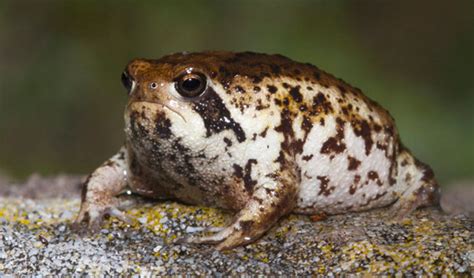 Desert Rain Frog 101: Physical Characteristics, Habitat, Behavior, and ...