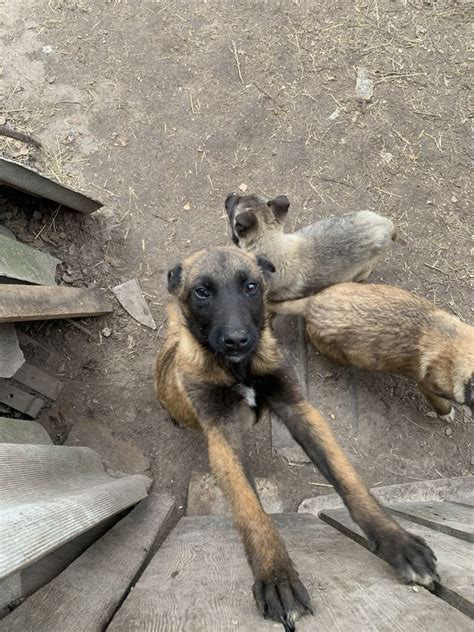 Малінуа бельгійска вівчарка: 4 000 грн. - Собаки Велике Устя на Olx