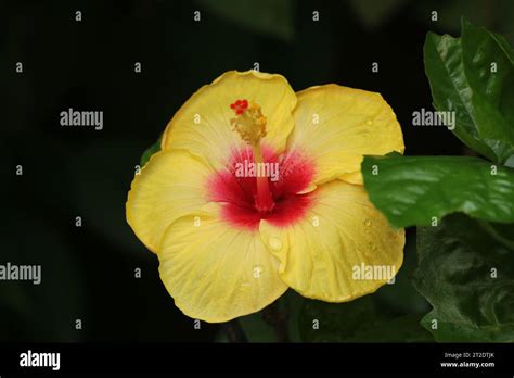 Large Yellow Hibiscus Flower Stock Photo Alamy