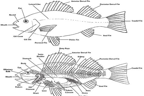 anatomy  fish