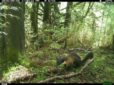 Yellow-Throated Marten: A Mighty Mustelid - Stephanie Manka, Ph.D.