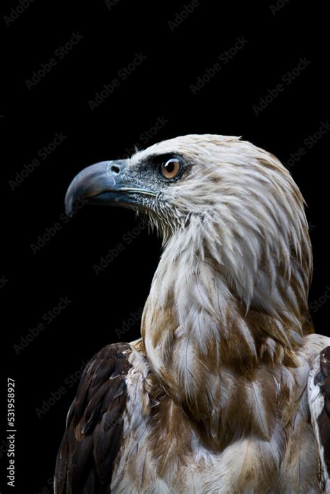 portrait of a philippine eagle Stock Photo | Adobe Stock