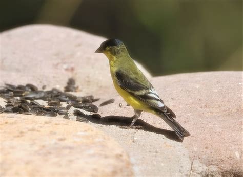 Birds of Cave Creek Arizona — Coke Smith Wildlife