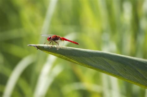 Red-Veined Darter Sympetrum - Free photo on Pixabay - Pixabay