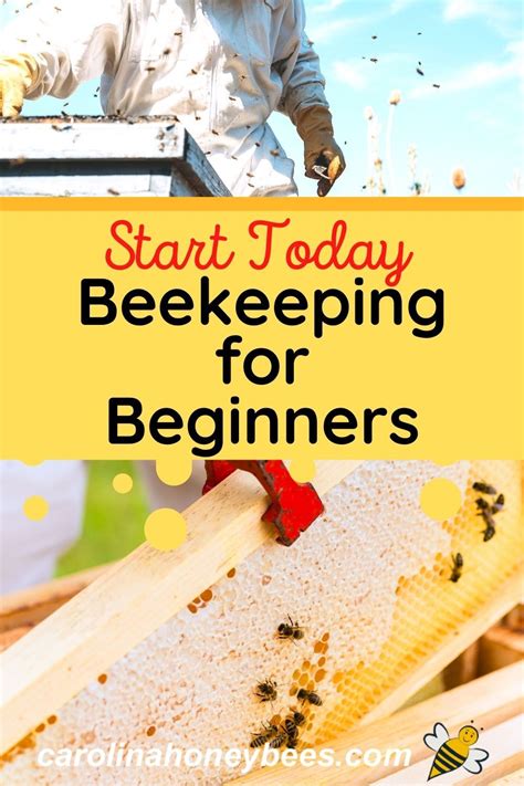 Starting A Beehive Everything You Need To Know About Getting Started