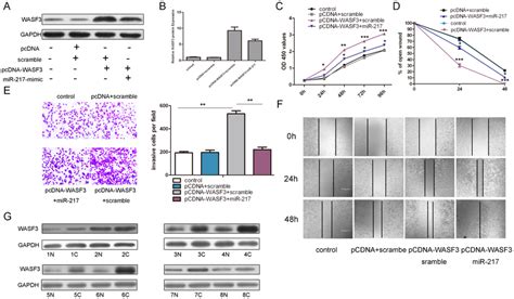 Restore WASF3 Expression Impairs MiR 217 Induced Inhibition Of