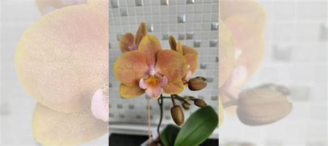 Орхидея фаленопсис Younghome Walle купить в Коммунарке | Товары для ...