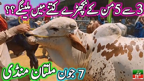 Multan Cow Mandi Fresh Latest Update Today 7 June 2024 Cow Mandi 2024