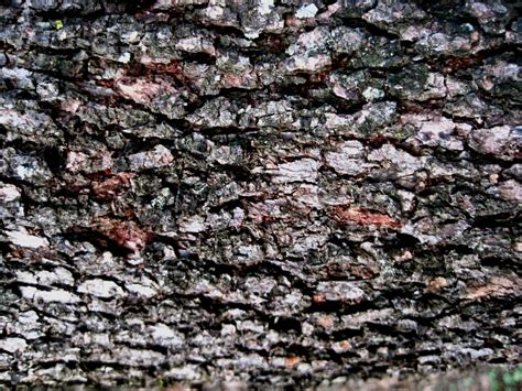 Free Images Tree Rock Wood Texture Flower Trunk Asphalt Bark