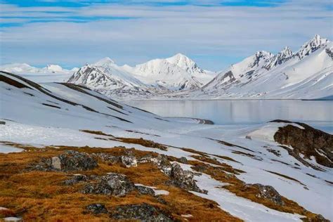 Adaptations of Tundra Plants: Thriving in the Arctic - Nature Roamer