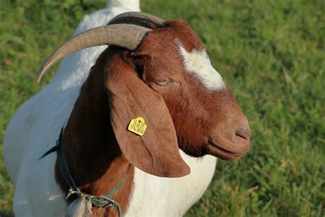 Goat Farming In Africa - Goat Breeds, And Feed | Agri Farming