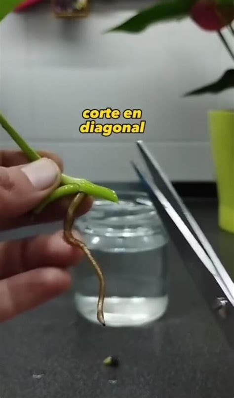 C Mo Hacer Esquejes De Tus Plantas Favoritas Gu A Completa