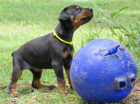 Yellow Female Shine Akc Doberman Puppies For Salehawthorne Fl