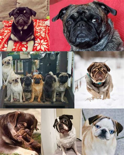 What Color Are Most Pugs