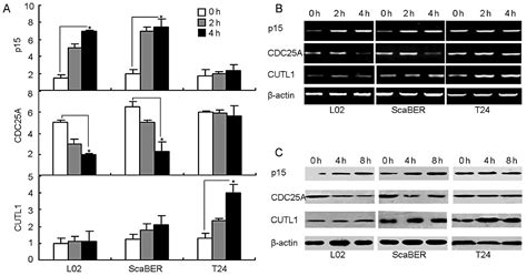 Mutation Of Tgf Receptor Ii Facilitates Human Bladder Cancer