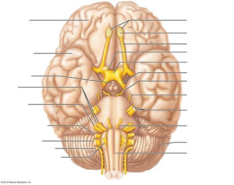 Figure 17 9 Ventral Cranial Nerves Diagram Diagram Quizlet