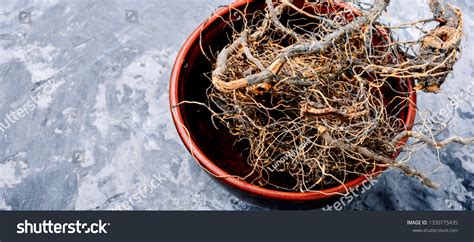 Safflower Leuzea Images Stock Photos Vectors Shutterstock