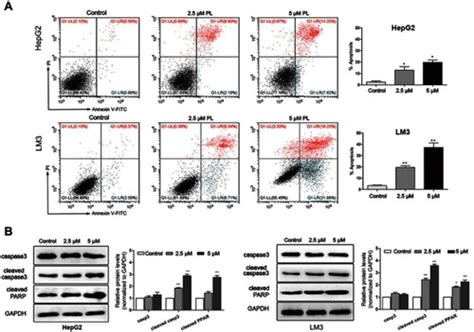 Full Article Plumbagin Inhibits Proliferation And Induces Apoptosis Of