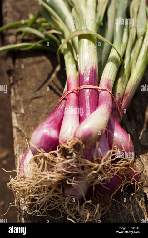 Red Spring Onions Hi Res Stock Photography And Images Alamy