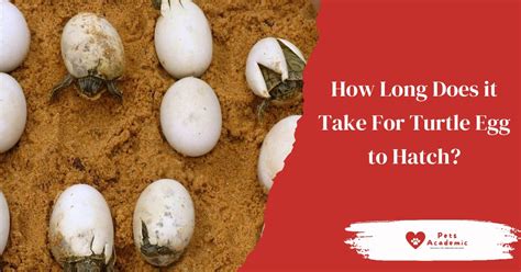 How Long Does It Take For Turtle Egg To Hatch Things You Need To Know