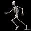 Human Skeletal Rigged Skeleton D C D