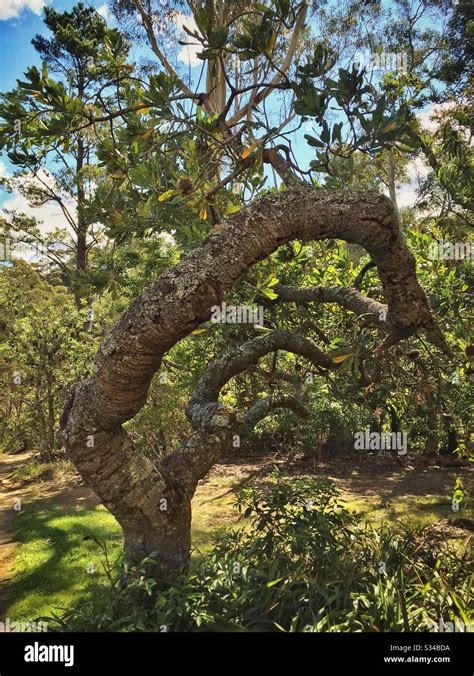 Banksia Tree Hi Res Stock Photography And Images Alamy