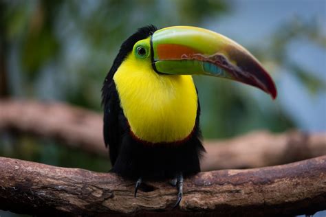 Toucans Archives - National Aviary