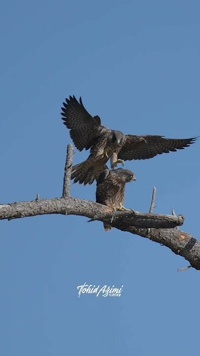 Juvenile Peregrine Falcon Siblings Falcons Peregrinefalcon Birdsofprey Juvenile